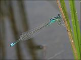 2007-08-18_Tengere_grasjuffer_m_-_Zuidlaardermeer, zuidoever